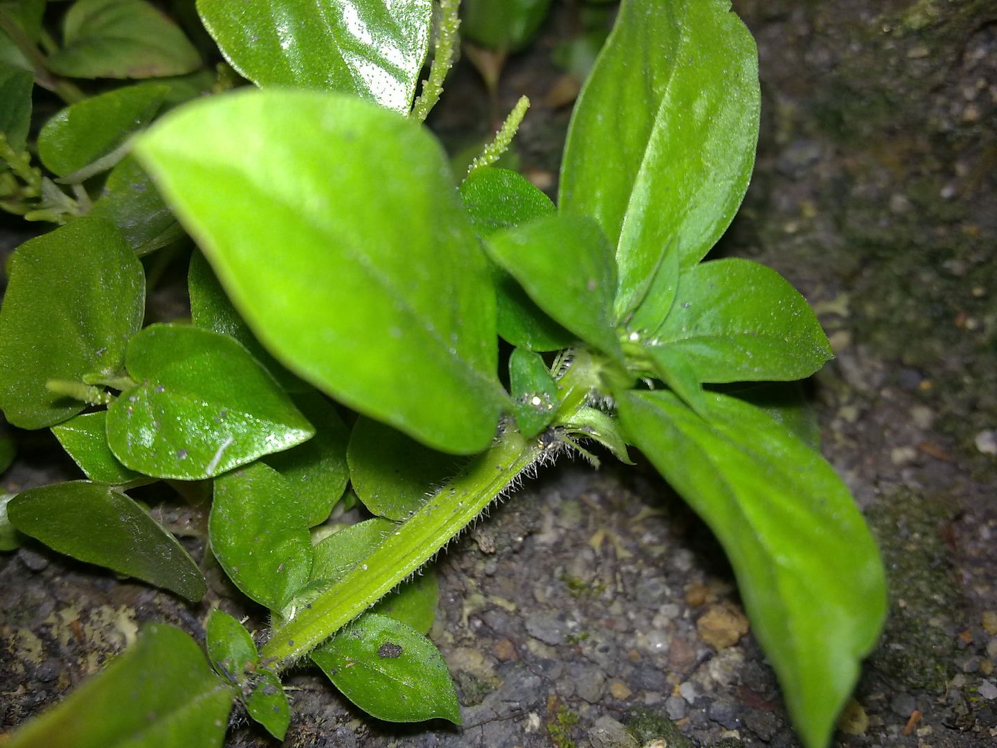 topic về những hình ảnh chụp bằng điện thoại di động - 1