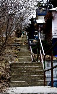 Stairs with a dog