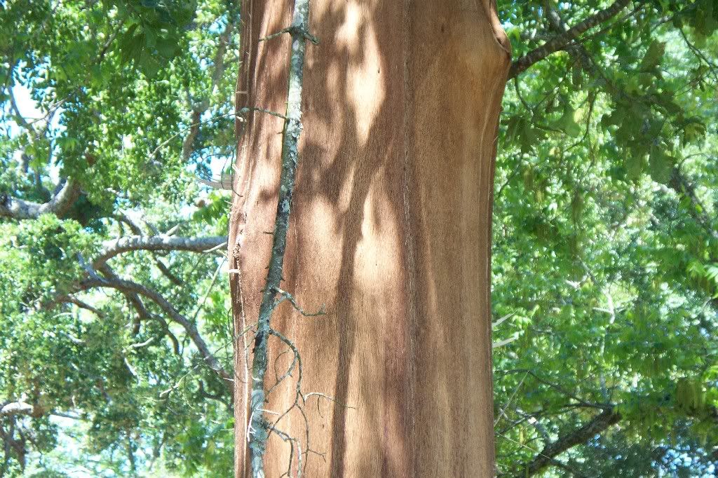 Firewood from lightning struck tree Survivalist Forum