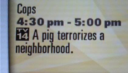 Terrorist Pig