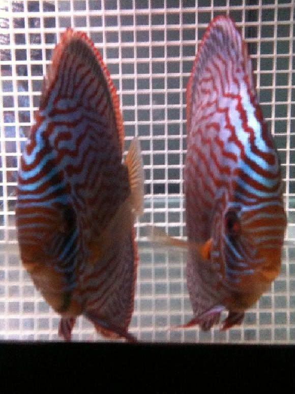 Turk Discus