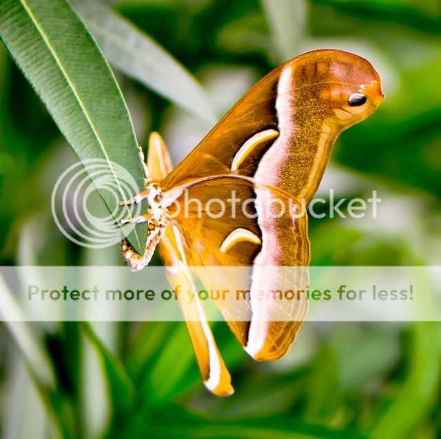 角斑樗蚕蛾图片
