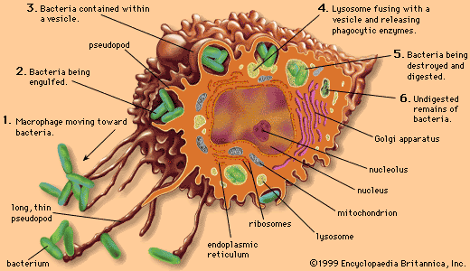 macrophage illustrated Image
